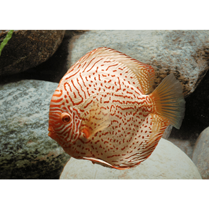 Stendker Snow Leopard Discusvis