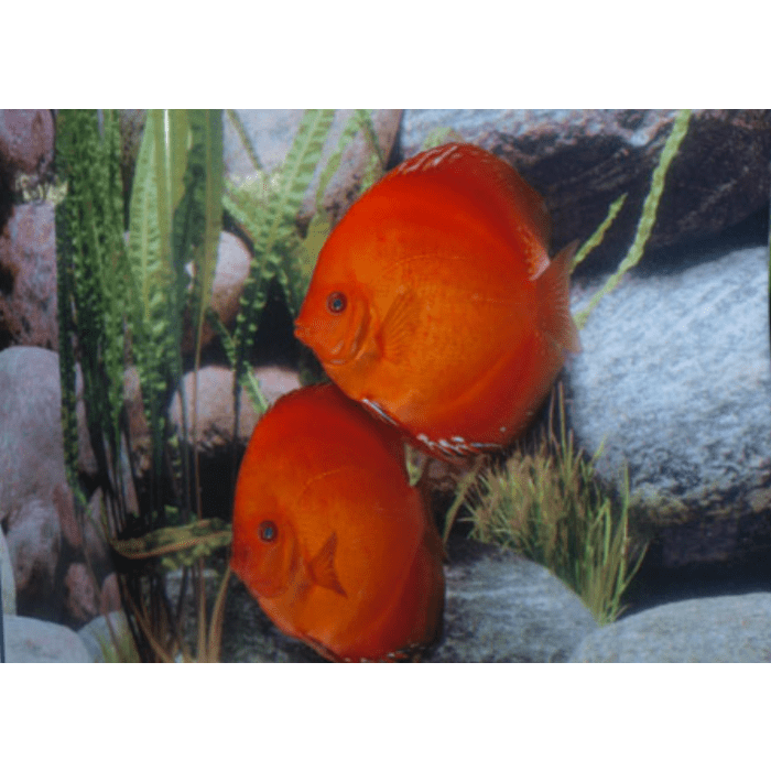 Stendker Solid Fire Red Diskusfisch