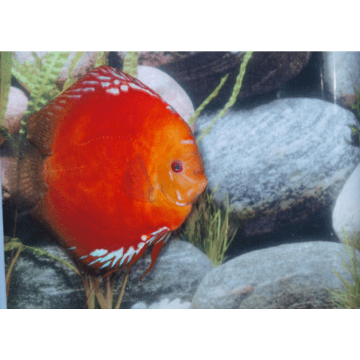 Stendker Solid Fire Red Discusvis