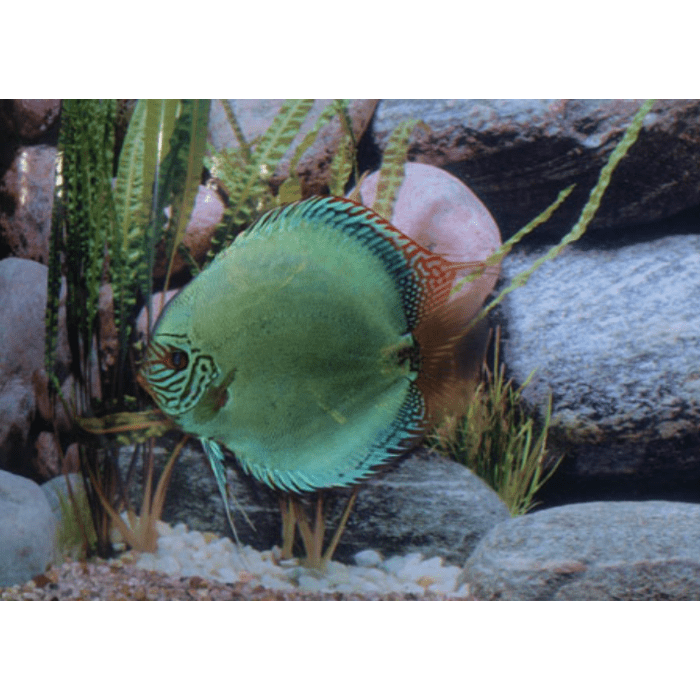 Stendker Solid Turquoise Discusvis