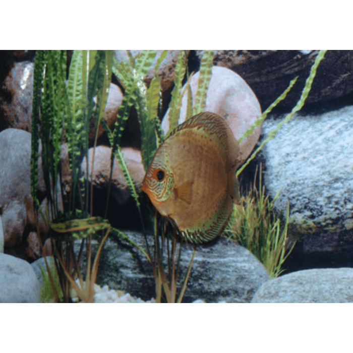 Stendker Solid x Snakeskin Discusvis