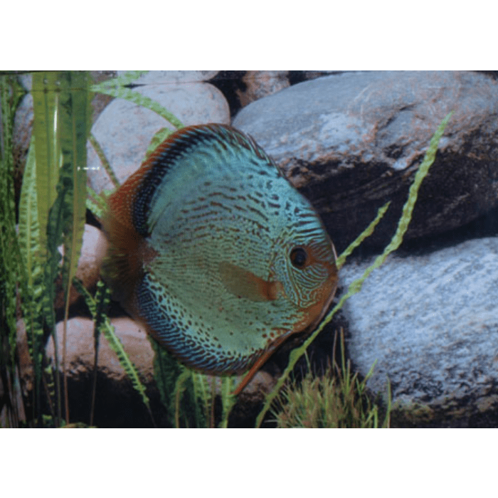 Stendker Solid x Snakeskin Discusvis