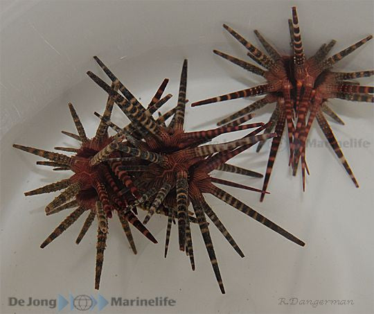 Prionocidaris baculosa - Pencil sea urchin