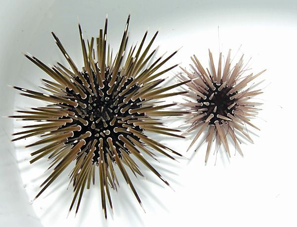 Parasalenia gratiosa - Parasalenia urchin