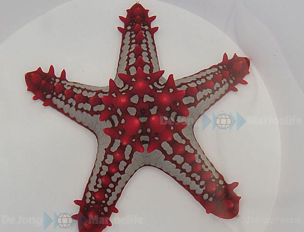 Protoreaster linckii - Roter Seestern