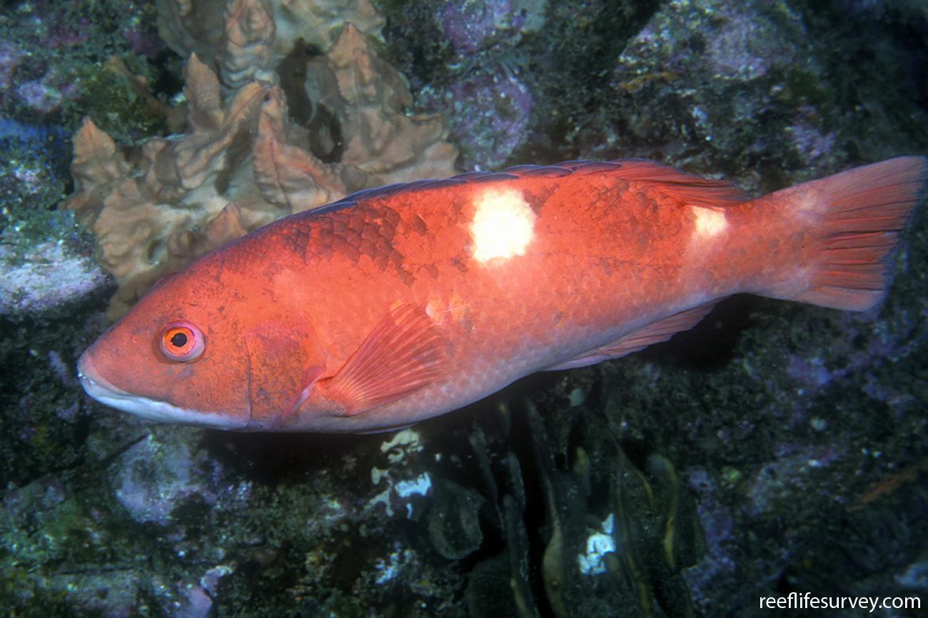 Bodianus frenchi - Foxfish