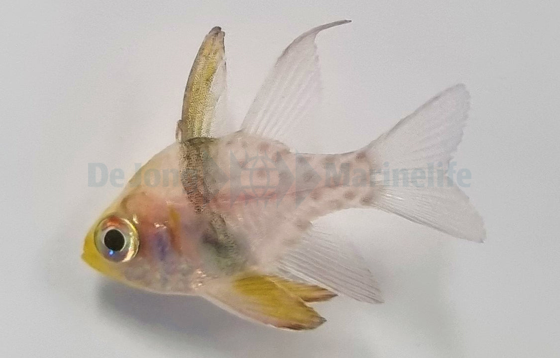 Sphaeramia nematoptera - Pyjamabaars