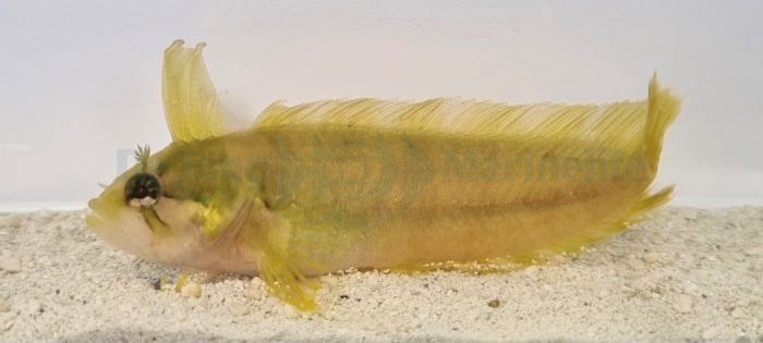 Springeratus polyporatus
