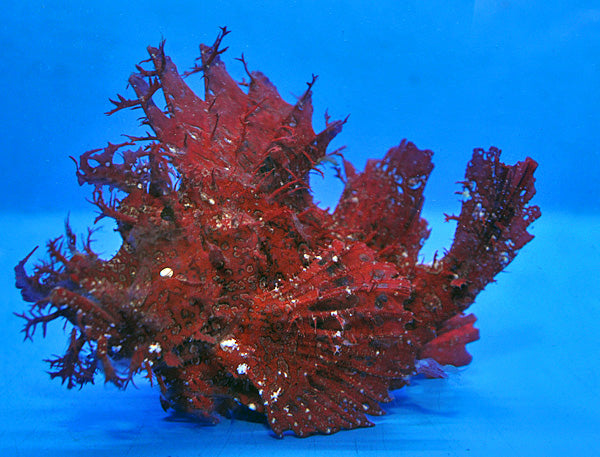 Rhinopias frondosa (Rood)