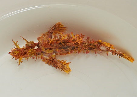 Rhinopias frondosa (Geel)