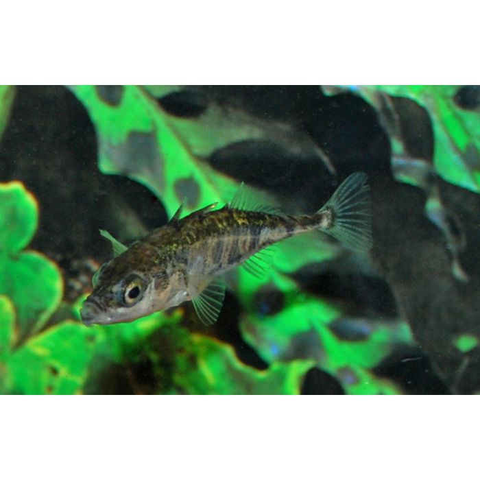Gasterosteus Aculiatus Driedoornige Stekelbaars 4/7