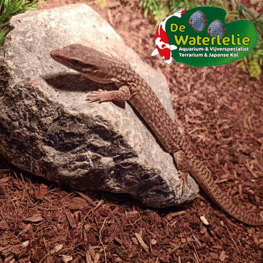 Varanus acanthurus - Stekelstaartvaraan - vrouw