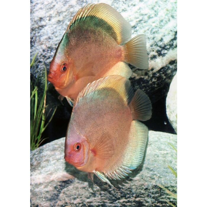 Stendker Green Angel Discusvis