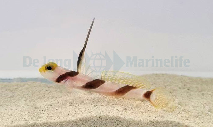 Stonogobiops nematodes - Filament-finned prawn-goby