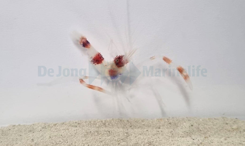 Stenopus hispidus - Banded boxer shrimp