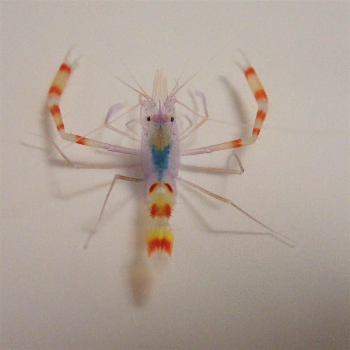 Stenopus tenuirostris - Blue boxer shrimp