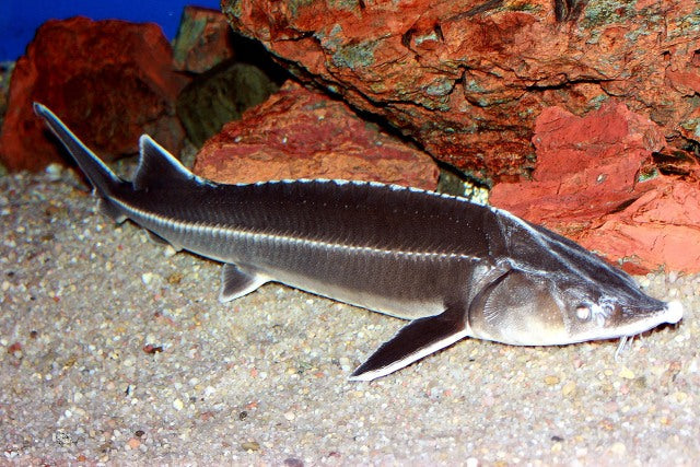 Sterlet Steur Acipenser Ruthenus 20/25