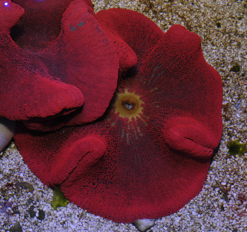 Stichodactyla spp. (Rood) - Carpet anemone (Rood)