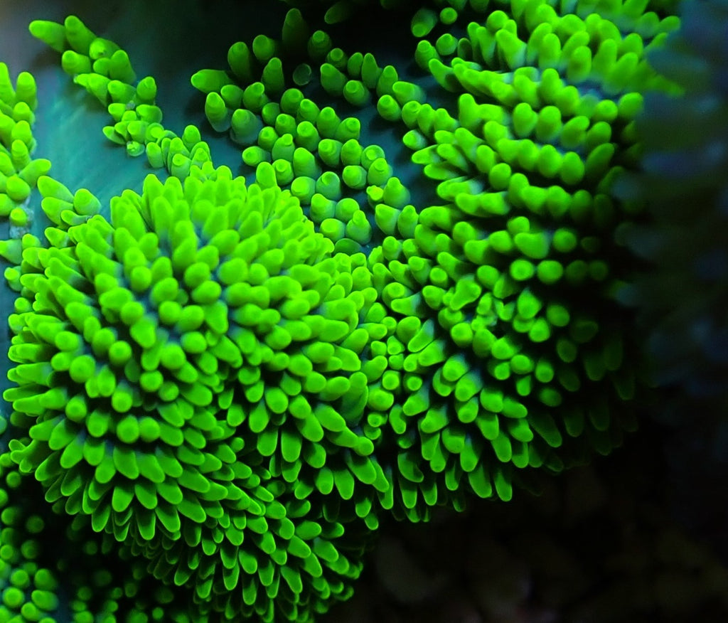 Stichodactyla spp. (Groen) - Carpet anemone (Groen)