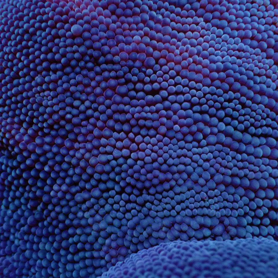 Stichodactyla spp. (Blauw) - Carpet anemone (Blauw)