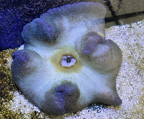 Stichodactyla spp. (Colored) - Carpet anemone (Colored)
