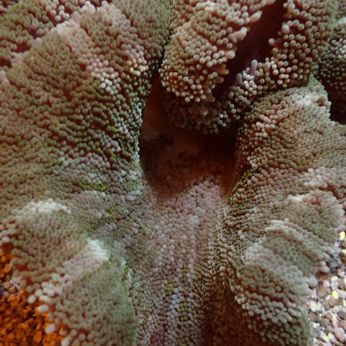 Stichodactyla spp. (Colored) - Carpet anemone (Colored)