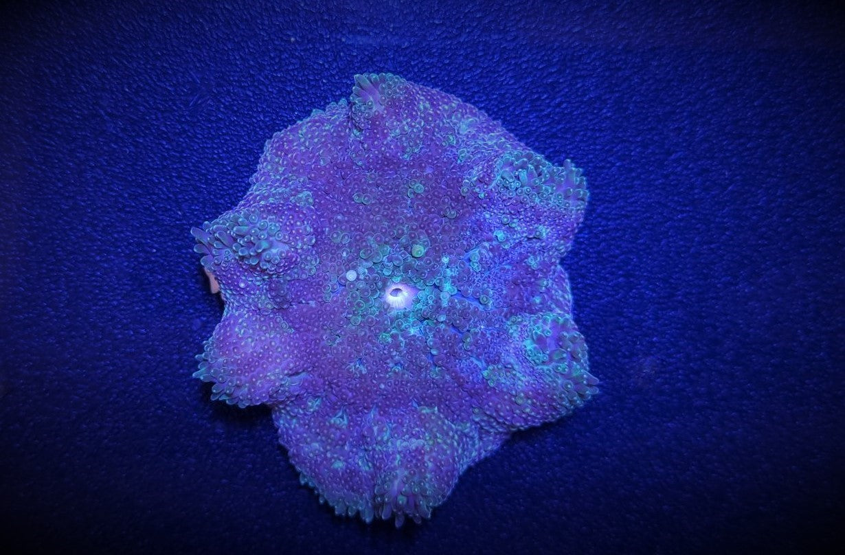 Stichodactyla tapetum - Mini Carpet anemone