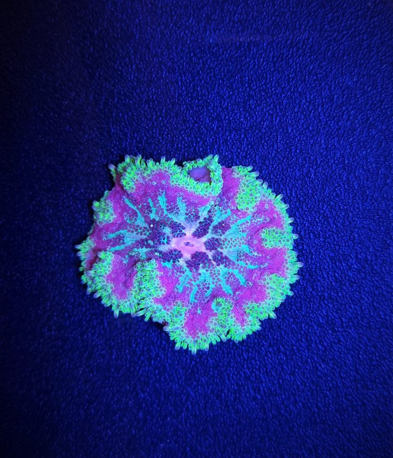 Stichodactyla tapetum (Bunt) - Mini-Teppichanemone (Bunt)