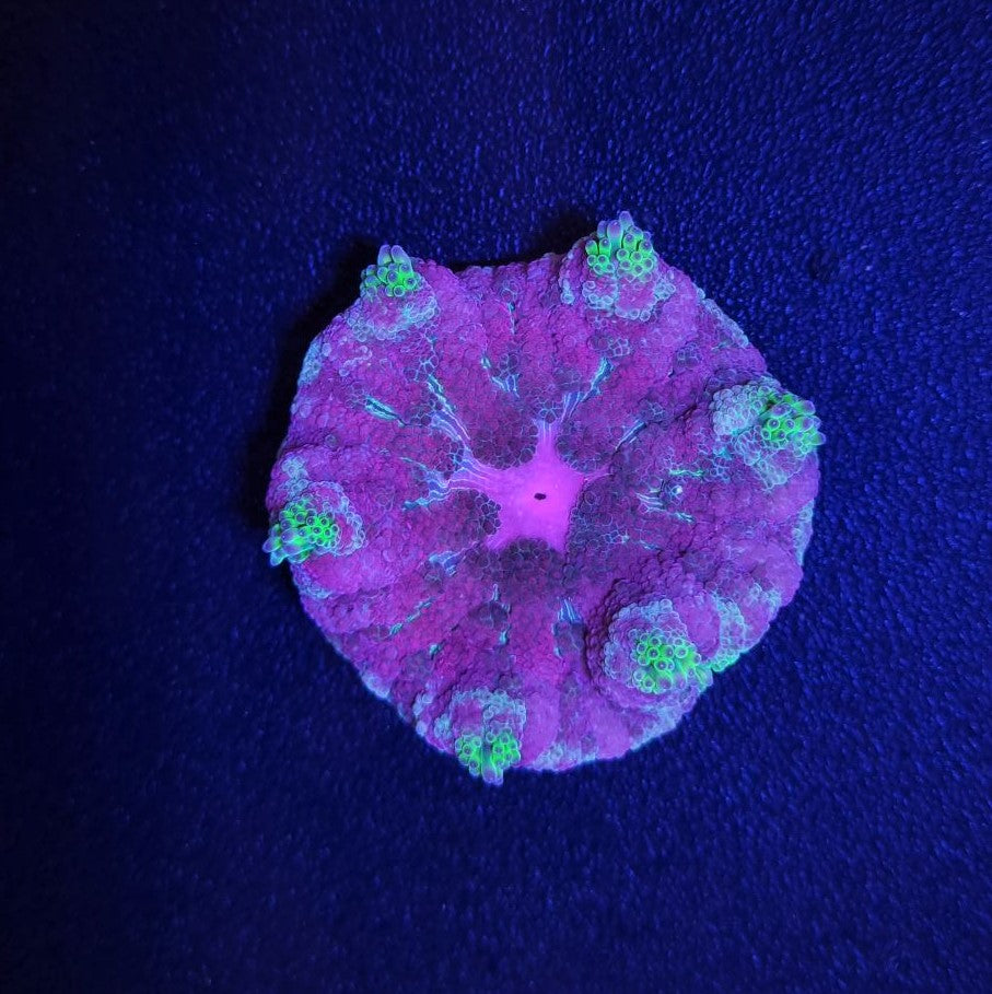 Stichodactyla tapetum (Colored) - Mini Carpet anemone (Colored)