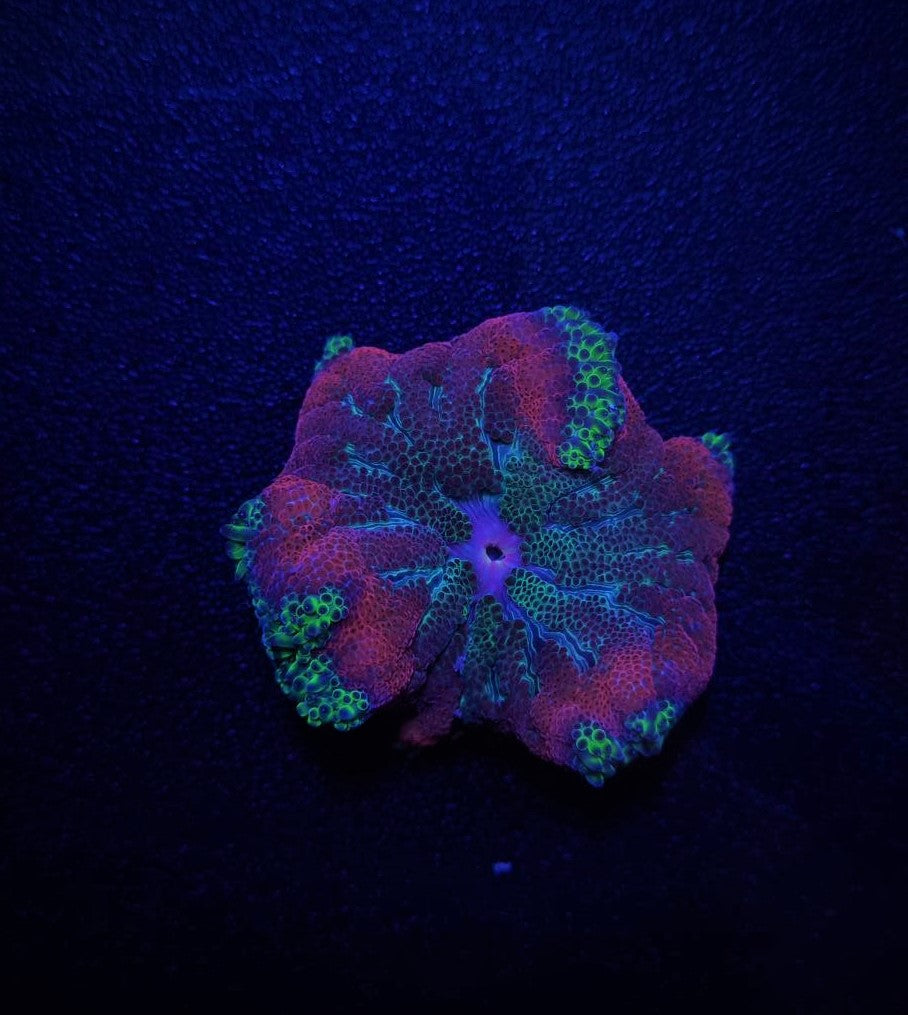 Stichodactyla tapetum (Super Colored) - Mini Carpet anemone (Super Colored)