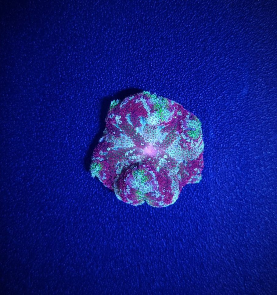 Stichodactyla tapetum (Super Colored) - Mini-Teppichanemone (Super Colored)