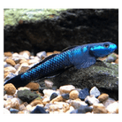 Stiphodon sp. Blue
