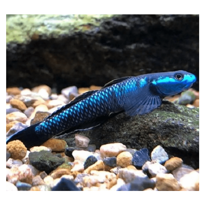 Stiphodon sp. Blue