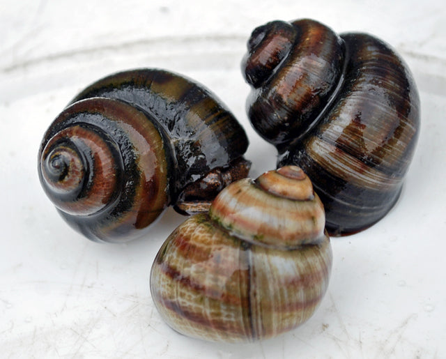 Stompe Moerasslak Viviparus Viviparus