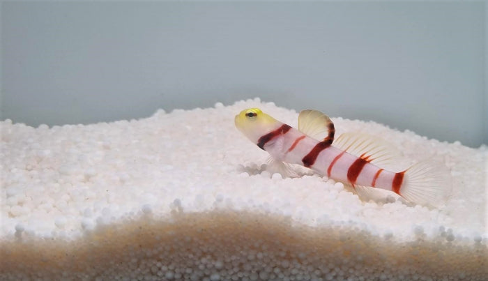 Stonogobiops dracula - Dracula shrimp-goby