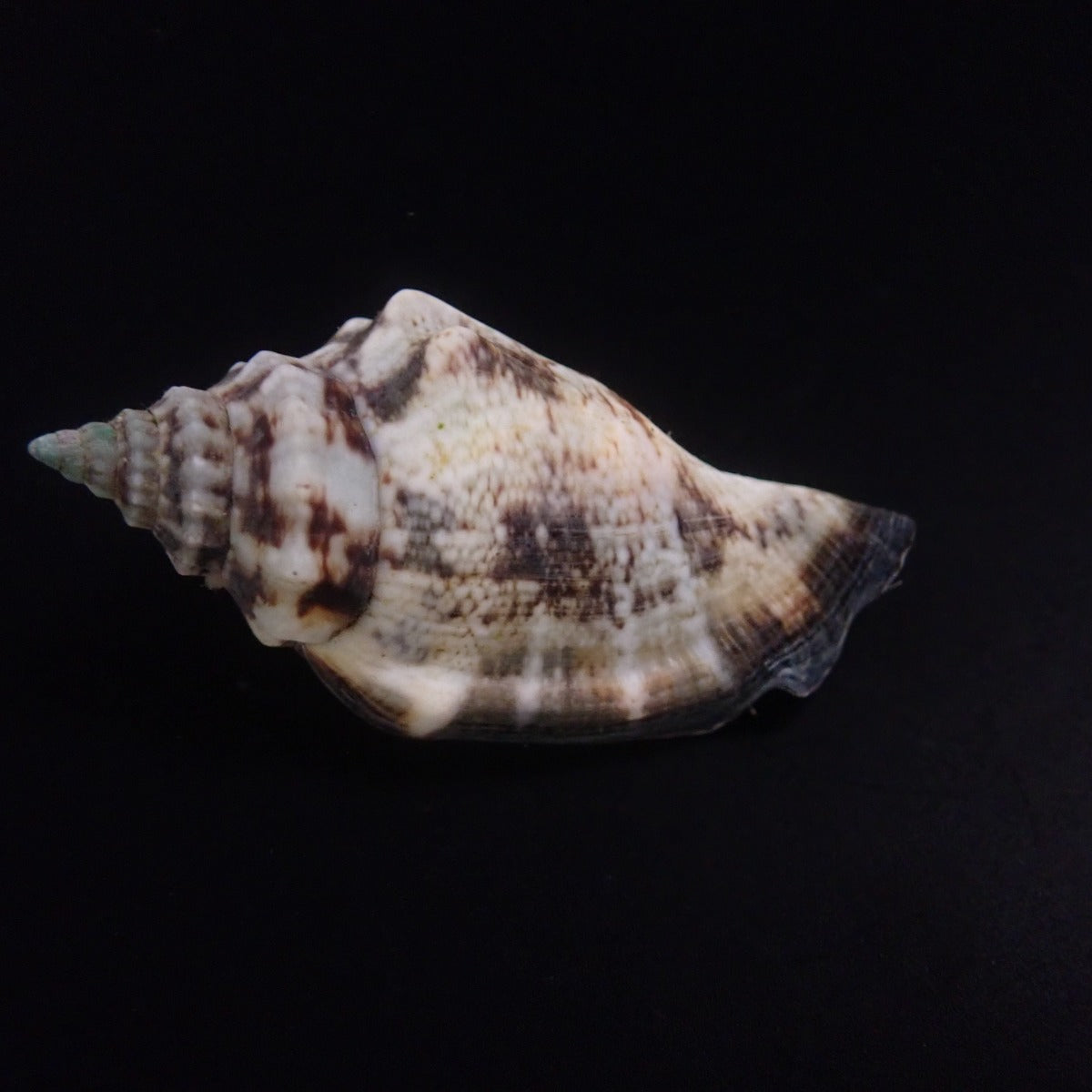 Strombus spp. - Conch snail