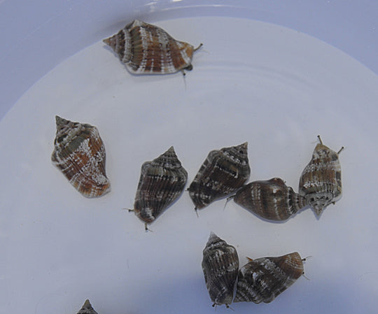 Strombus spp. - Muschelschnecke