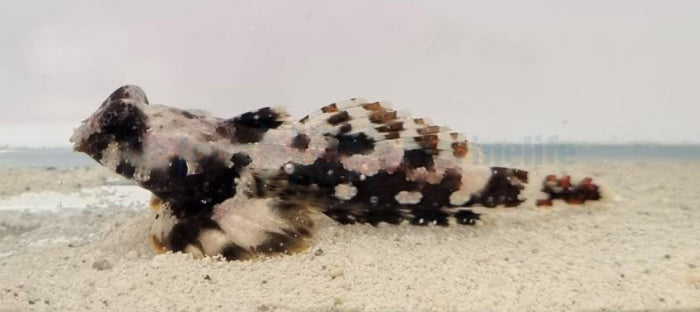 Synchiropus ocellatus - Bruine Pitvis