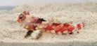 Synchiropus stellatus (rood)