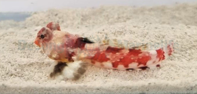 Synchiropus stellatus (rood)