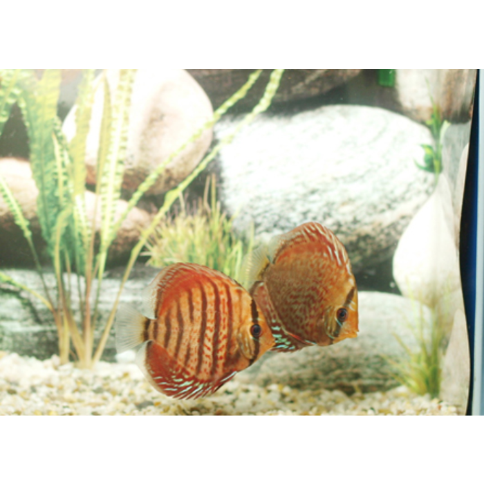 Stendker Tefe Diskusfische