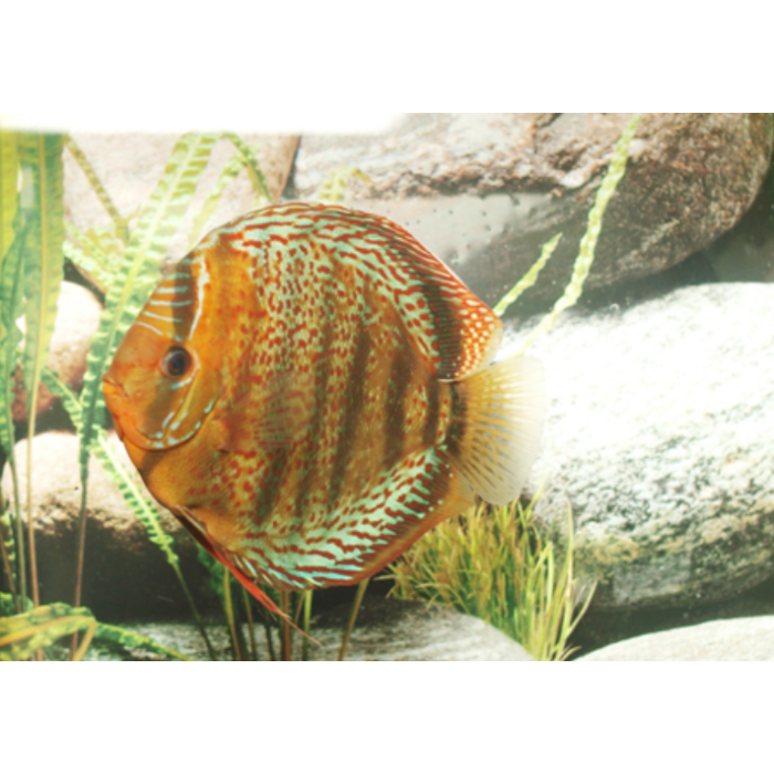 Stendker Téfé Discusvis