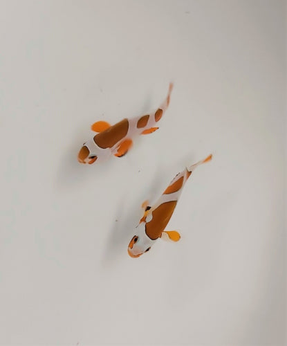 Amphiprion ocellaris orange storm