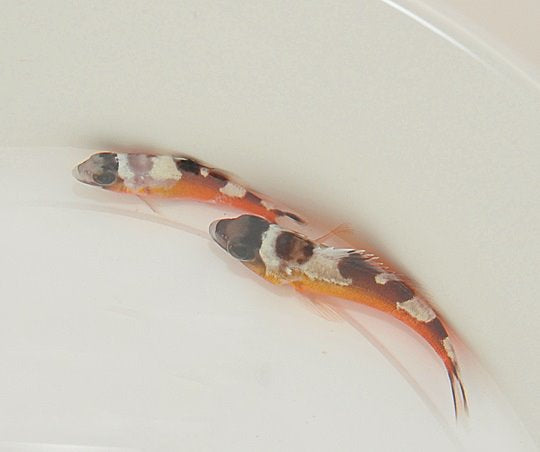 Serranus tabacarius - Tabaksbaars