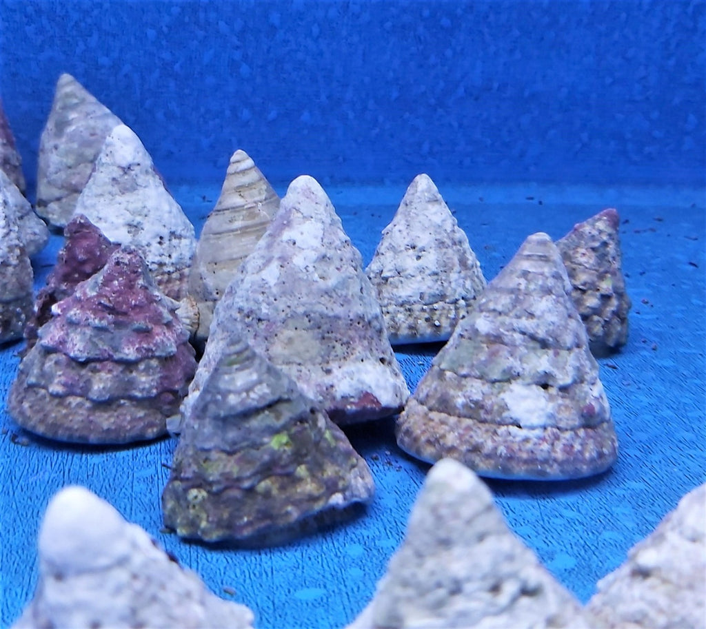 Tectus fenestratus (Show) - Fenestratus grazer (Show)