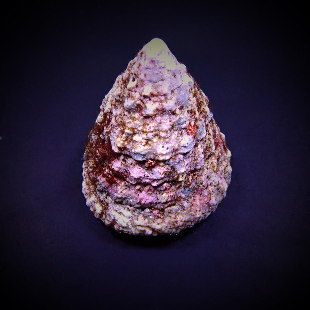 Tectus fenestratus (Show) - Fenestratus grazer (Show)