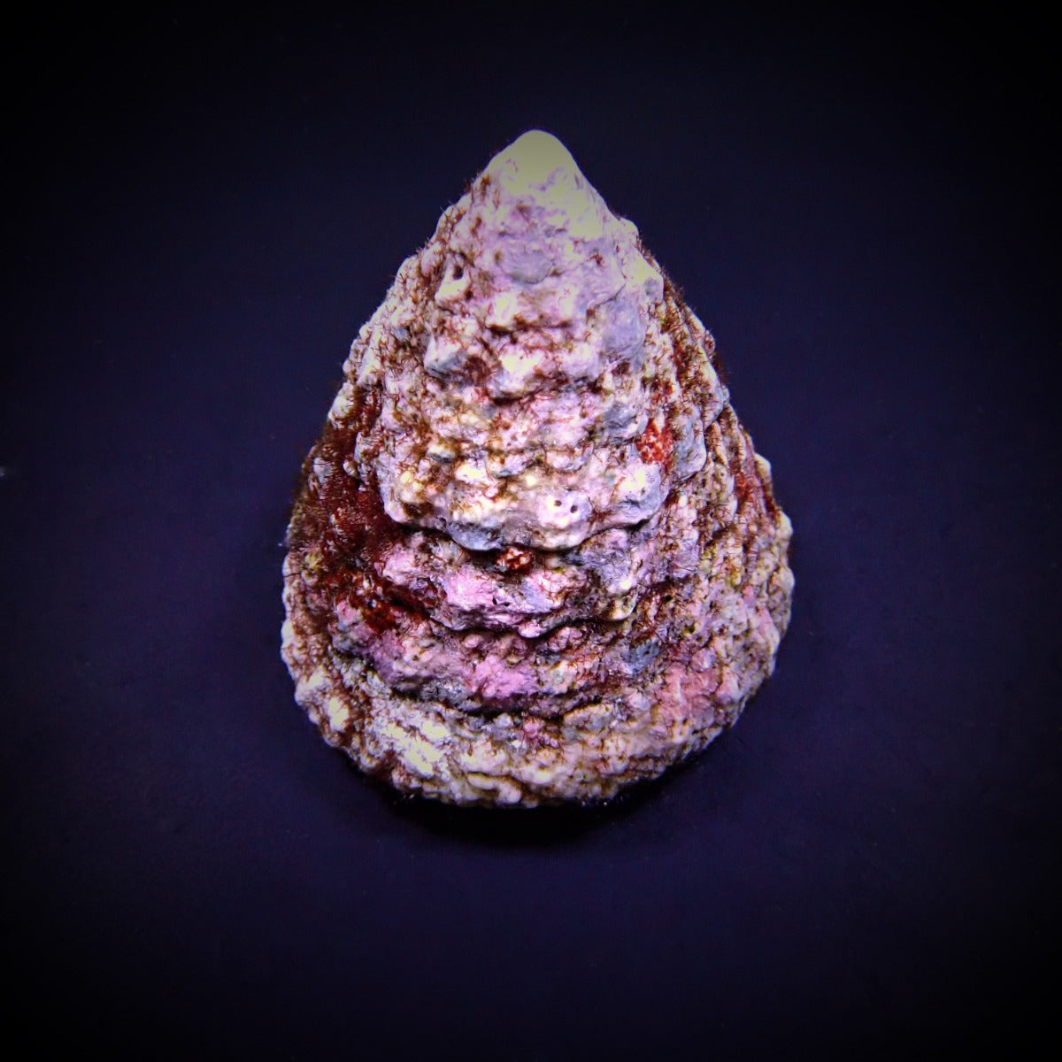 Tectus fenestratus (Show) - Fenestratus grazer (Show)