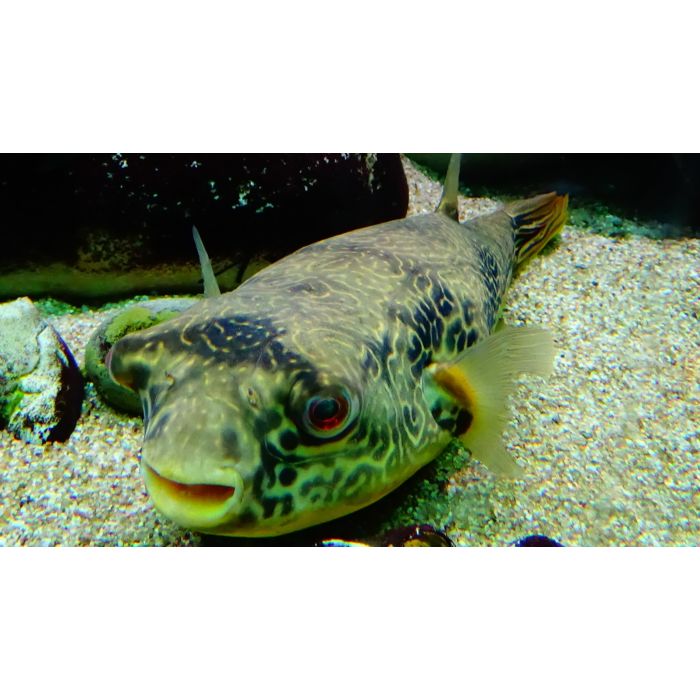 Tetraodon MBU Congo / Kogelvis MBU Congo 