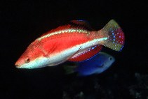 Cirrhilabrus condei - Conde's Wrasse