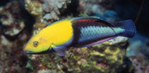 Halichoeres garnoti - Yellowhead Wrasse